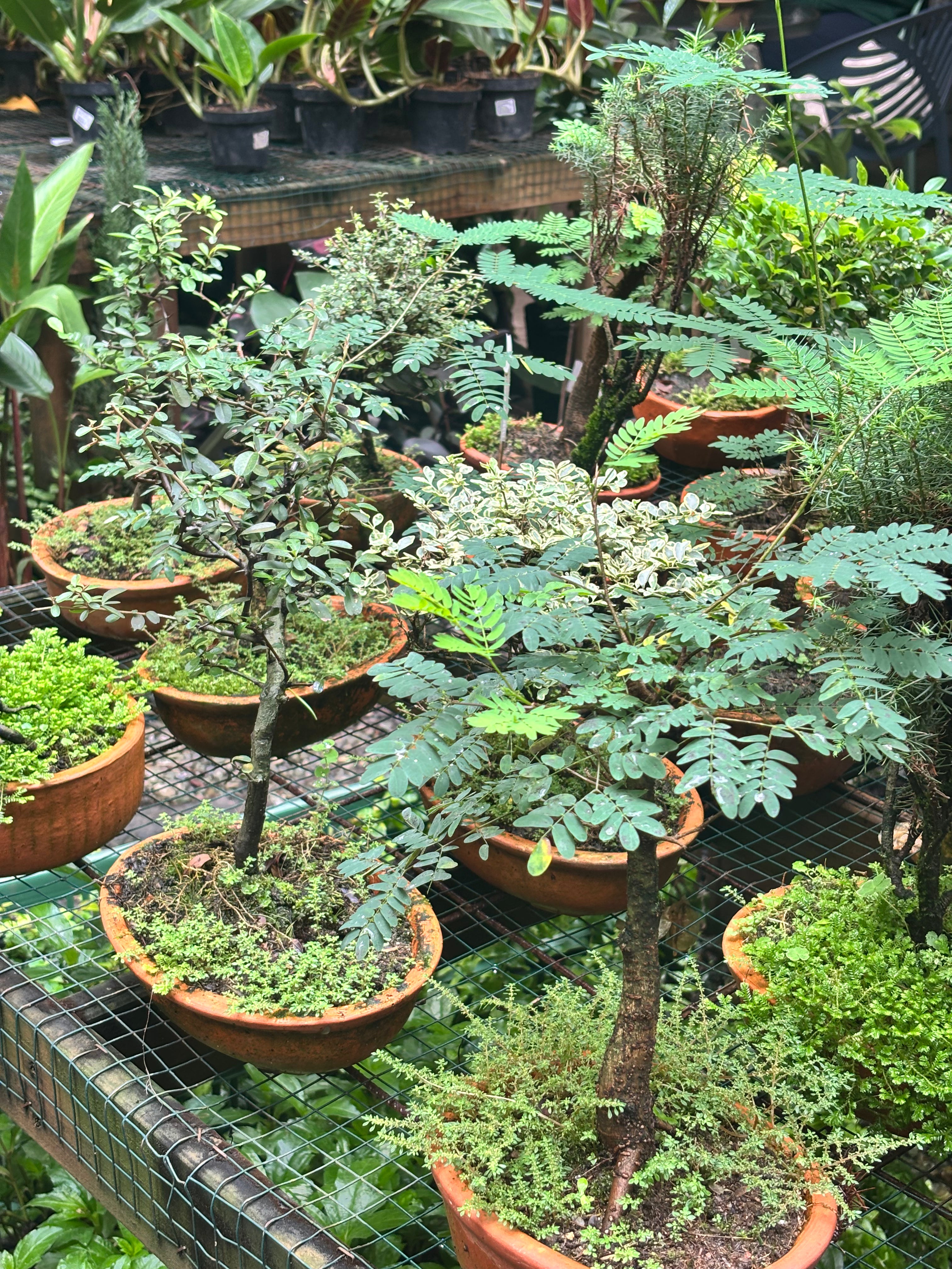 🌱 TALLER DE BONSÁI + EXPERIENCIA LITERARIA DE FIN DE AÑO (PRESENCIAL)